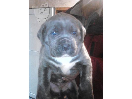 CANE CORSO GRI